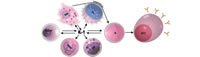 histological illustration